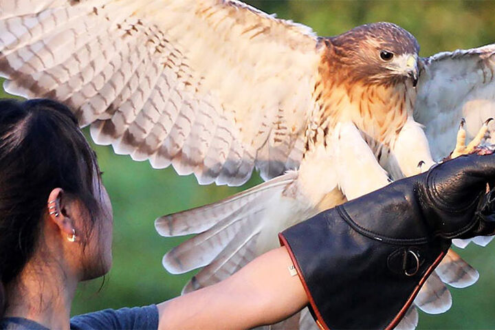 An IU student interacting with a hawk.